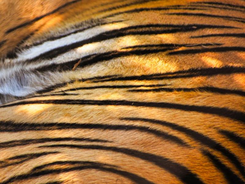 Secrets of Wild&nbsp;India