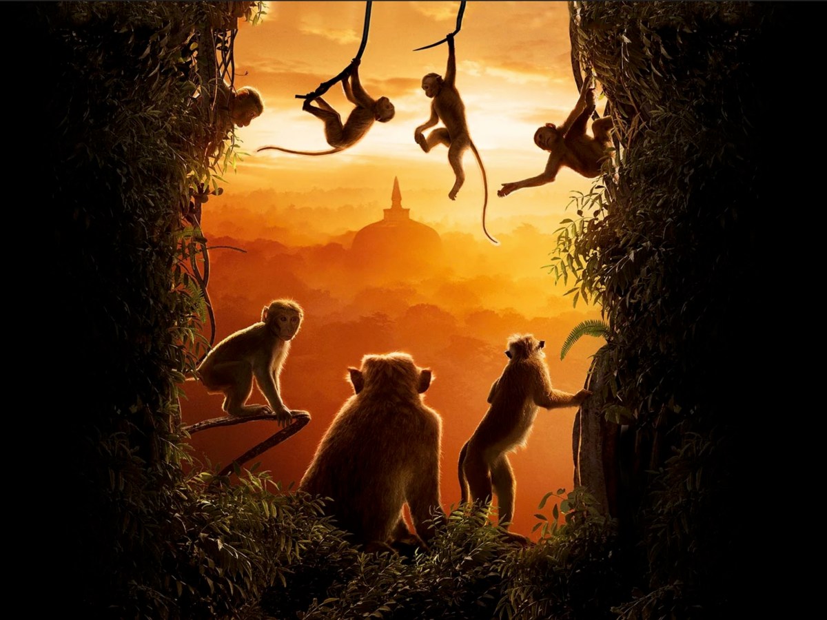Monkey Kingdom