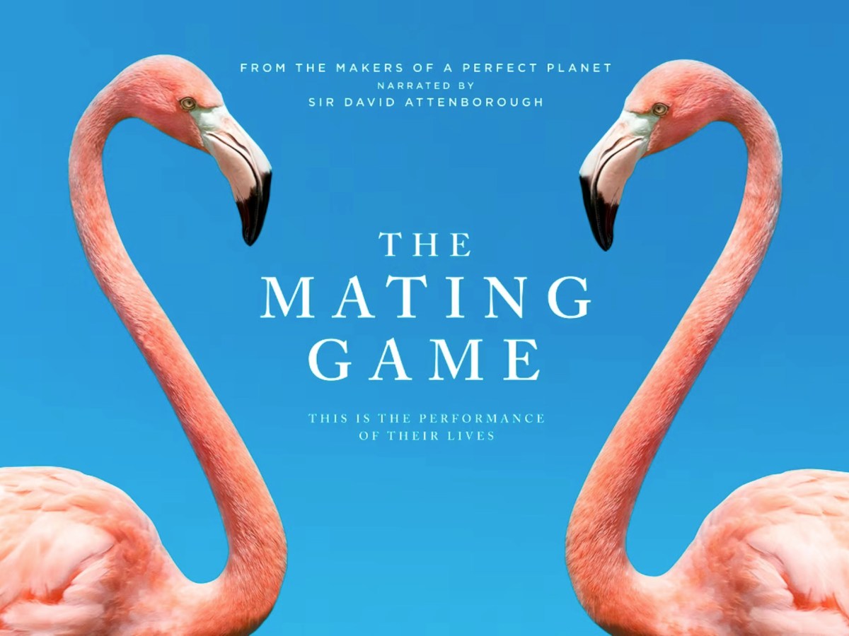 The Mating Game – Against All&nbsp;Odds