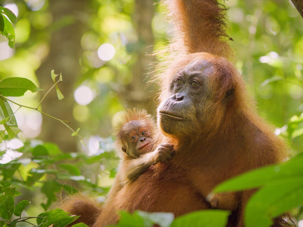 Secret Lives of&nbsp;Orangutans